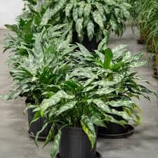 Aglaonema - Maria - 6''