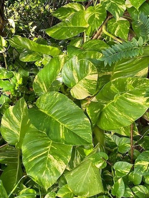 Epipremnum Pinnatum Neon Variegated - 6"