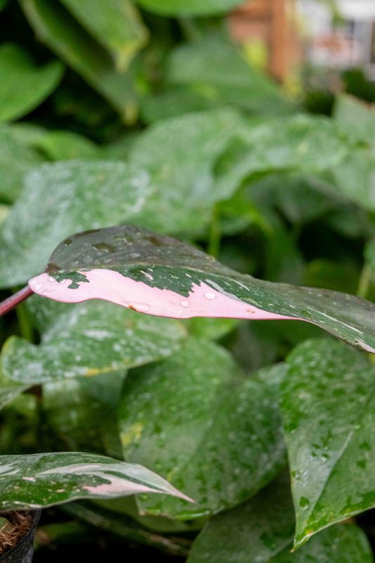 Philodendron Pink Princess - 6&quot;