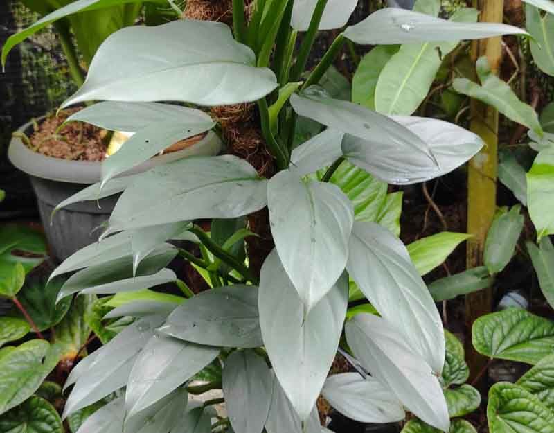 Philodendron Silver Sword HB - 8&quot;