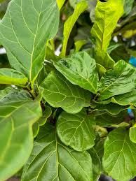 Ficus Lyrata - Bush - 14''