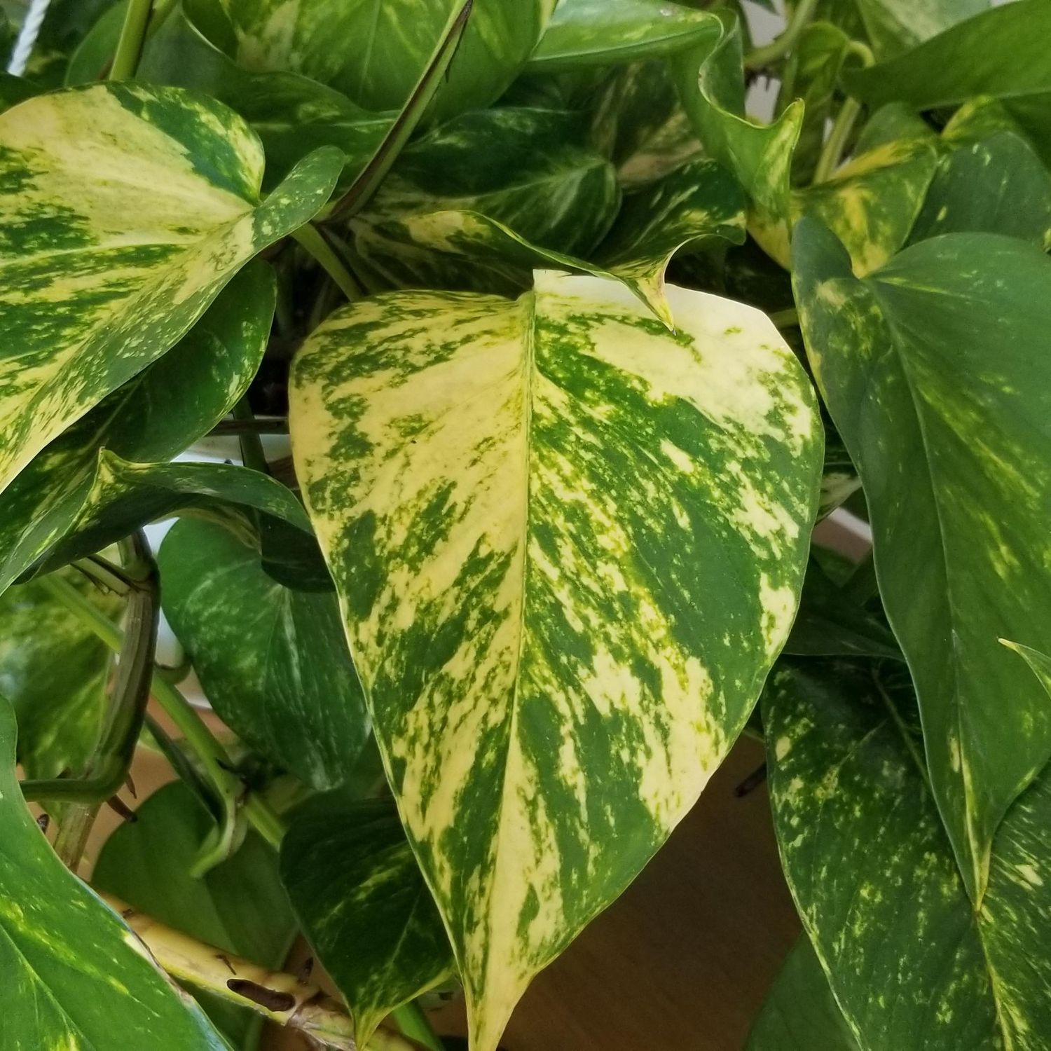 Pothos - Golden - HB - 10''