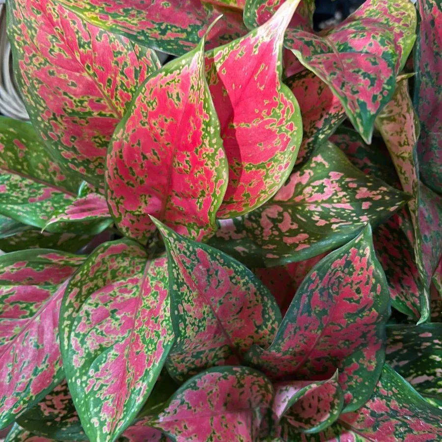 Aglaonema Garnet Coltrane - 10&quot;