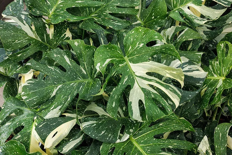 Monstera Thai Constellation - 6&quot;