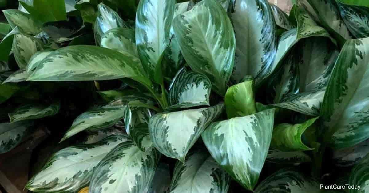 Aglaonema Silver Bay - 10&quot;