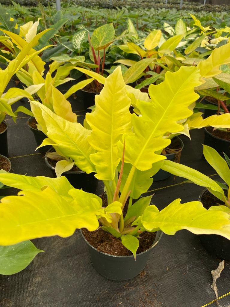 Philodendron Golden Crocodile - 6&quot;