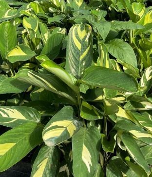 Ctenanthe Lubbersiana - 10"