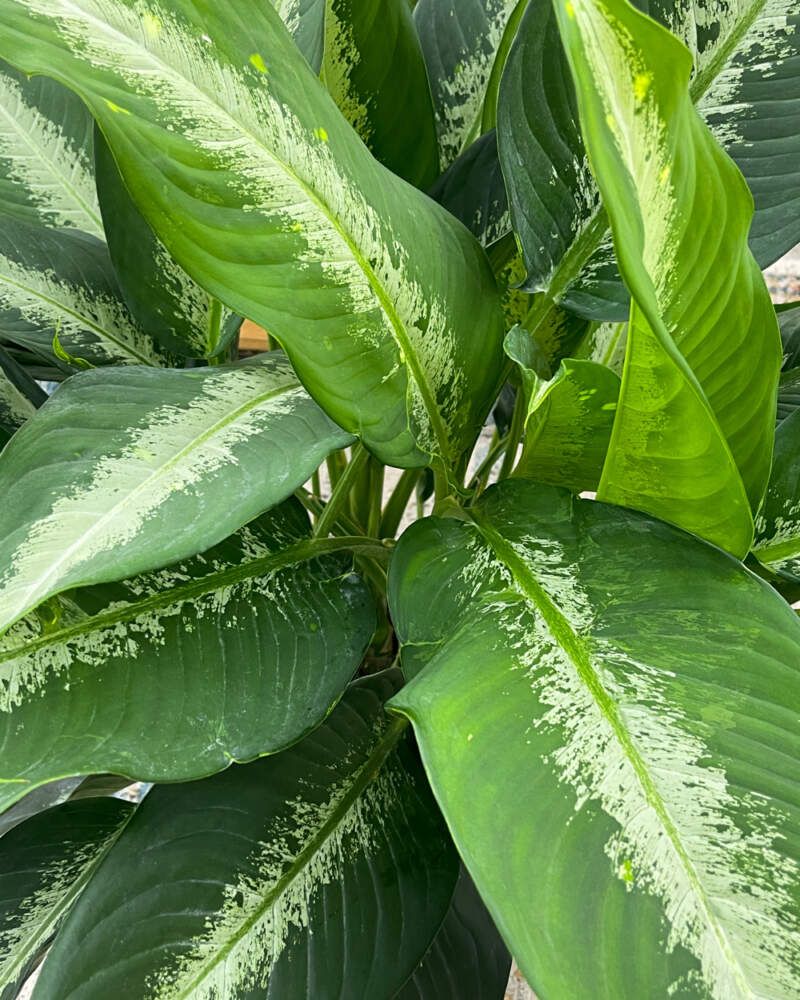 Dieffenbachia - 10&quot;