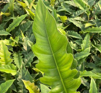 Philodendron Chocolate Empress - 6&quot;