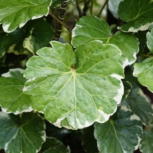 Aralia Balfouriana Stump - 10&quot;