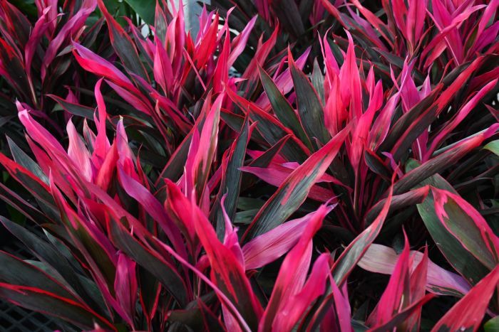 Cordyline Fruticosa Assorted - 10"