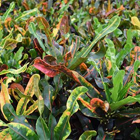 Croton Codiaeum Mammy - 10&quot;