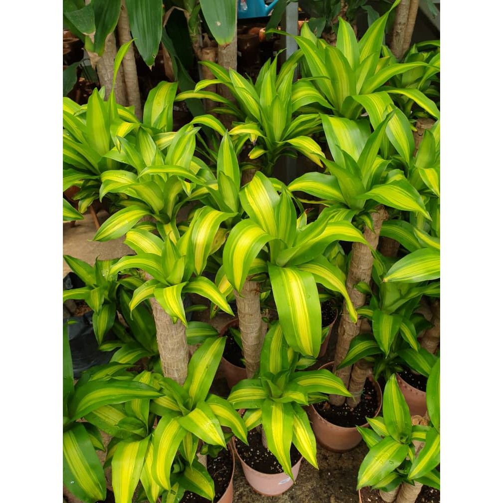 Dracena Jumbo Warneckii Cane 3-2-1 - 10"