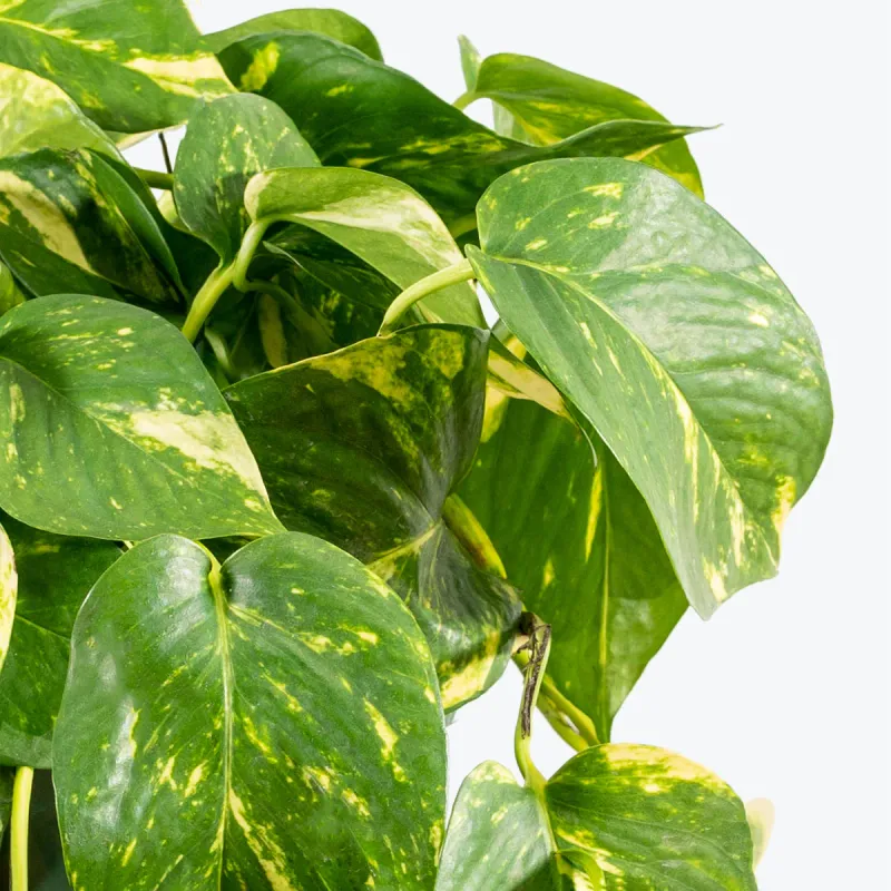 Golden Pothos Epipremnum Totem - 10&quot;