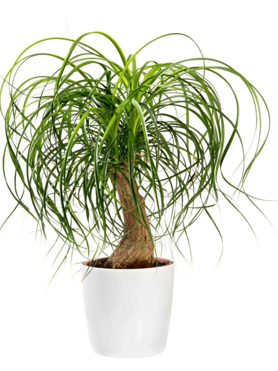Pony Tail Palm - 10&quot;