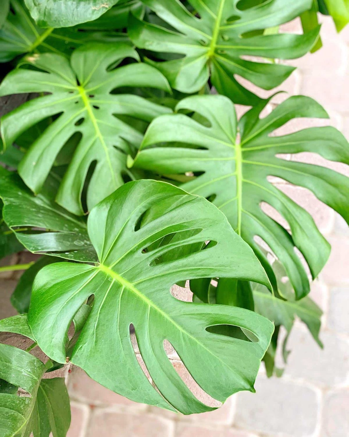 Monstera Delisiosa - 10&quot;