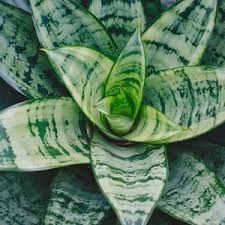 Sansevieria Trifasciata Assorted - 10"