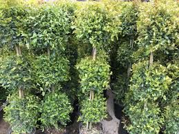 Eugenia 3 Ball Topiary - 10"