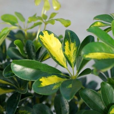 Scheffleura Capella - 10&quot;