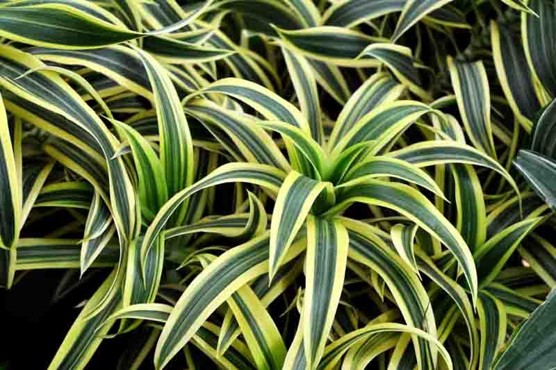 Dracena Warneckii Lemon Lime 2PPP - 10"