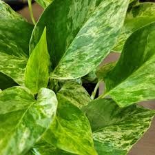 Pothos Marble Queen Totem - 10&quot;