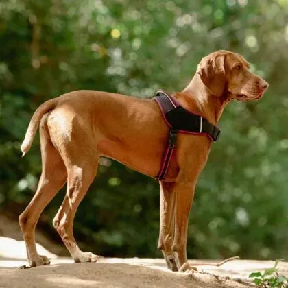 Airtech Sport Harness