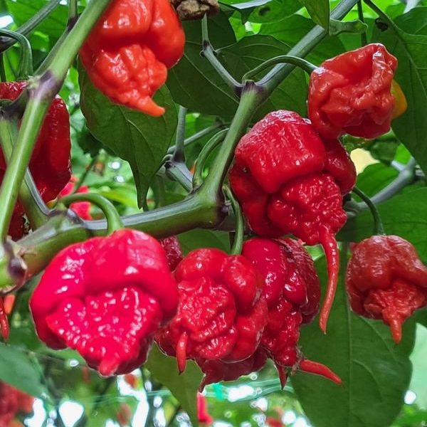 Pepper - Carolina Reapers - 4.5"
