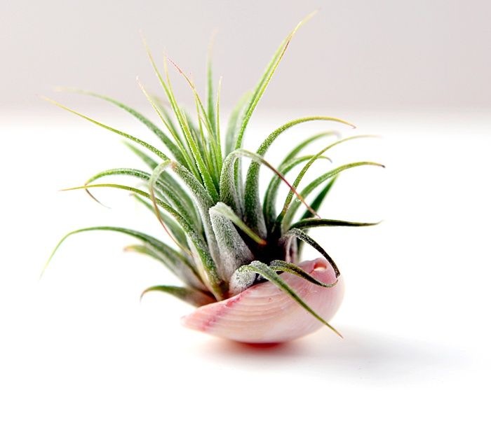 Tillandsia in Shell