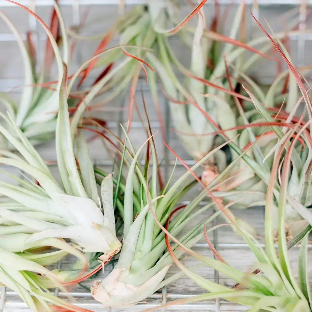 Tillandsia  - Medium