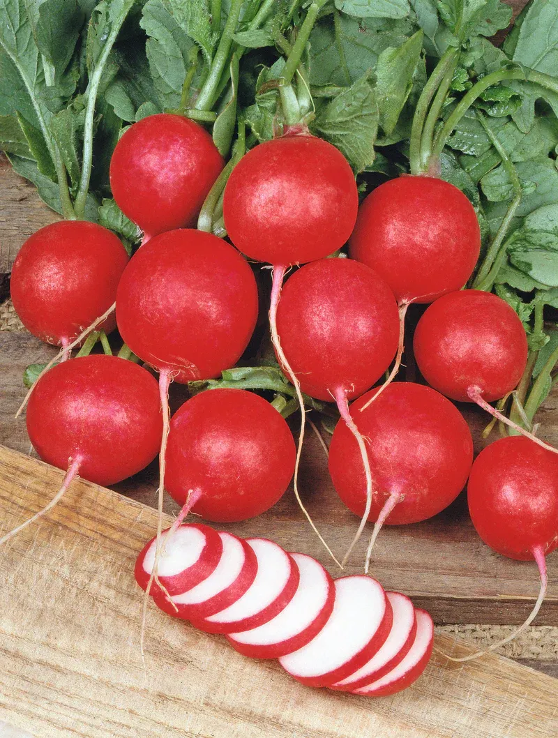 Cherry Belle Radish Seed Tape (1015)