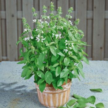 Siam Queen Basil Seeds (Thai Type) 3135