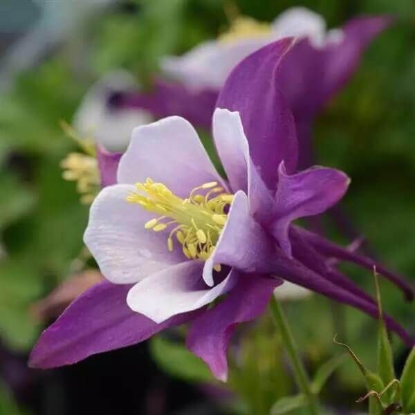Earlybird Purple-White Columbine Seeds 6412