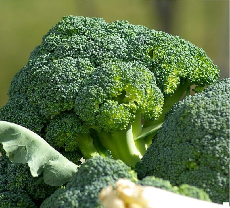 Green Sprouting Organic Broccoli Seeds 4025