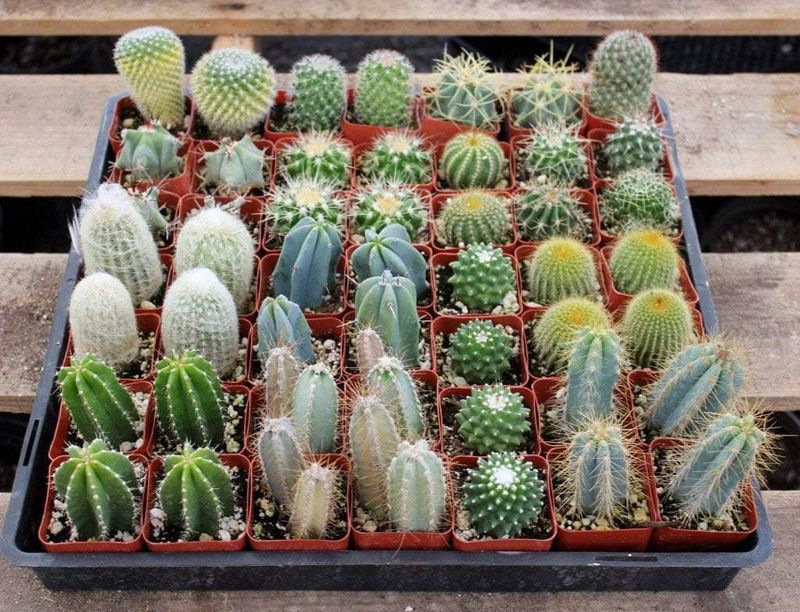 Cacti - Assortment - 2.25"
