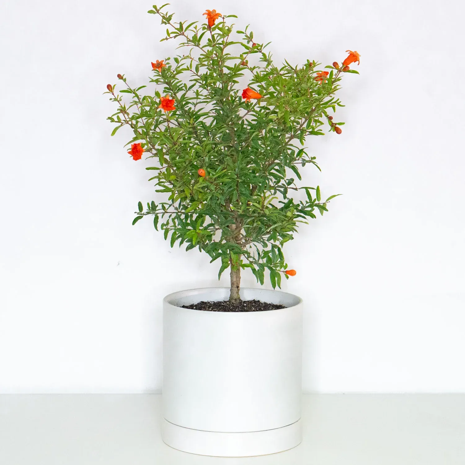 Pomegranate - 6"