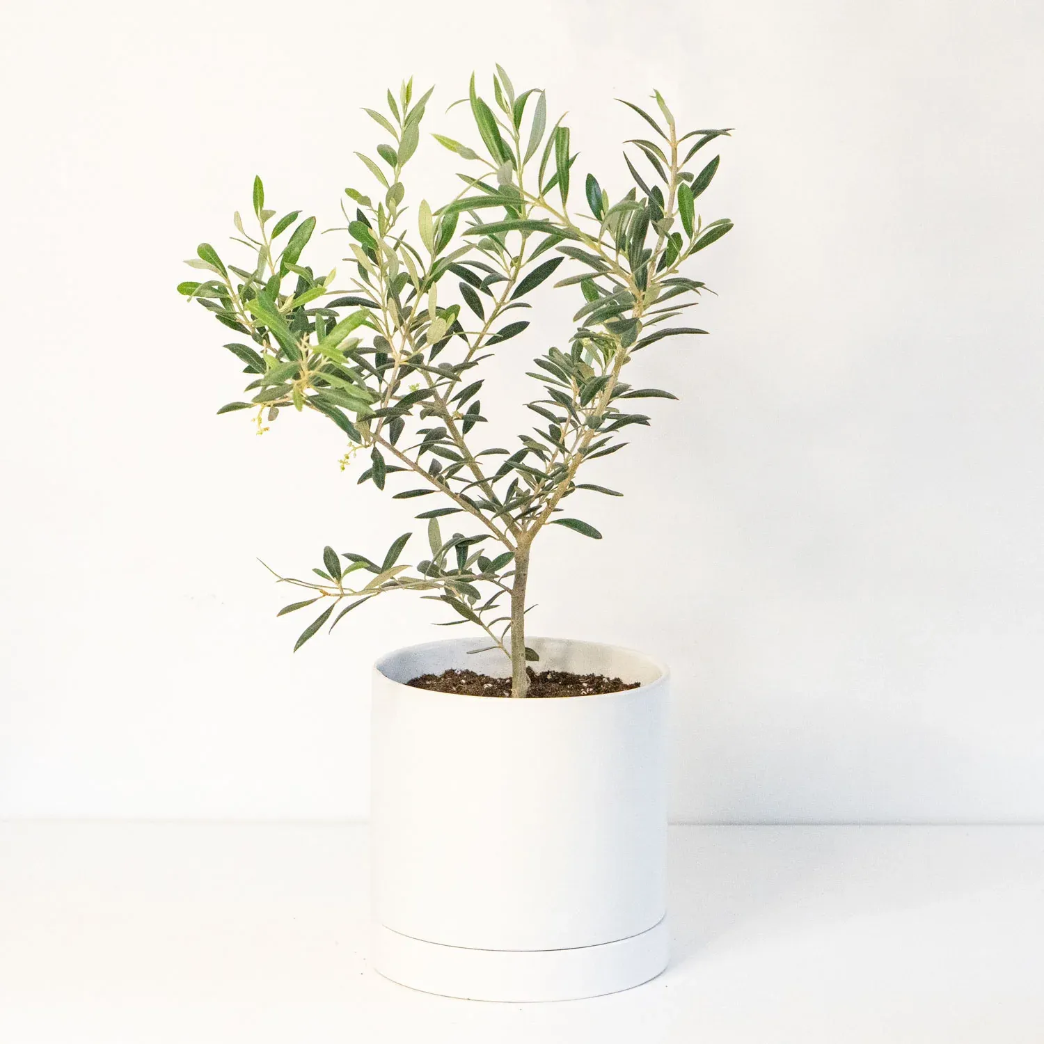 Olive Tree - 6"