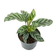 Calathea - 3.5&quot; 75% off **FINAL SALE**