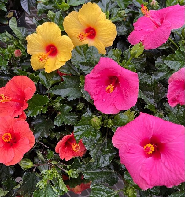 Hibiscus Tradewind - 6''