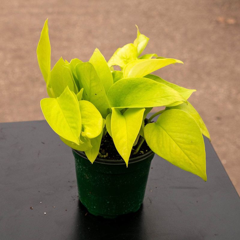 Neon Pothos (Epipremnum) - 4" Neon Pothos (Epipremnum) - 4"
