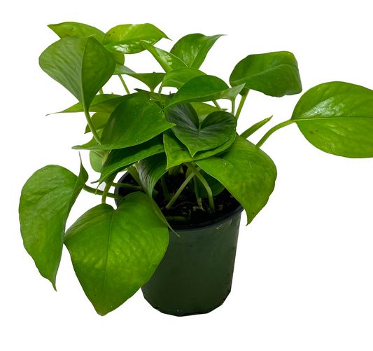 Jade Pothos Epipremnum - 4"
