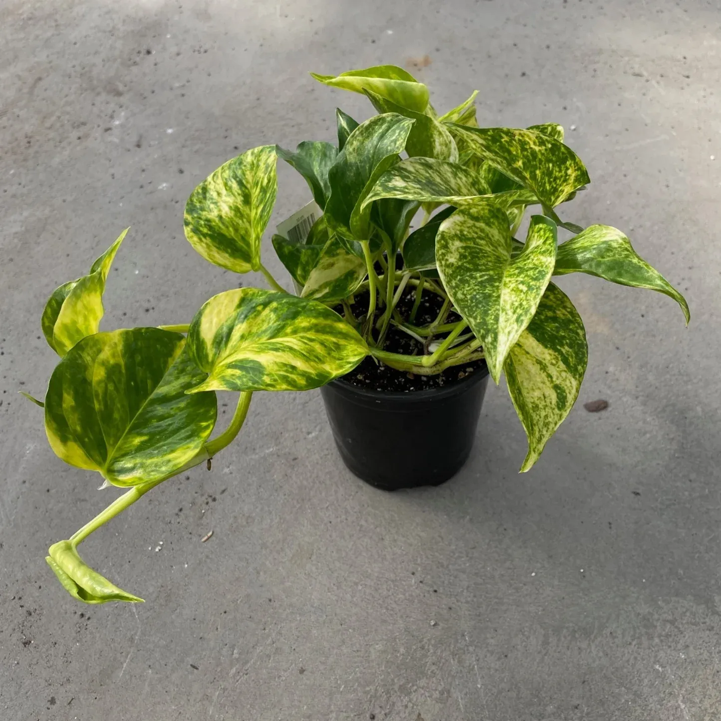 Hawaiian Pothos Epipremnum - 6"