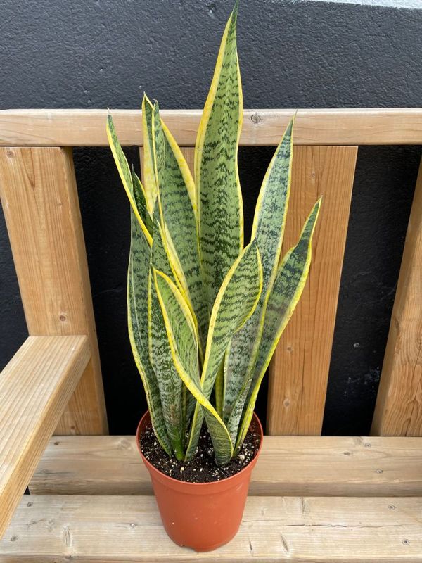 Sanseveria Laurentii - 6"