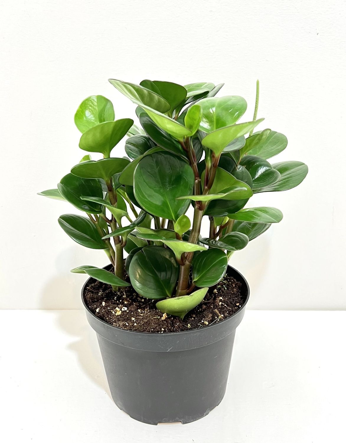 Peperomia - 6&quot;