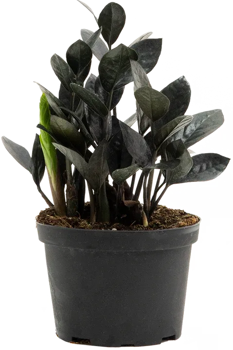 ZZ Black Zamioculcus - 6" -