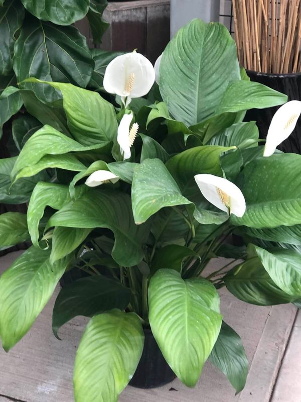 Spathiphyllum (Peace Lily) - 6"