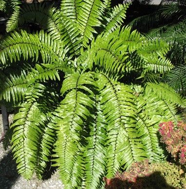 Fern Macho - 6"
