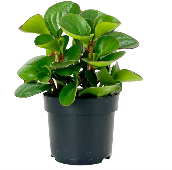 Peperomia - 3.5&quot;