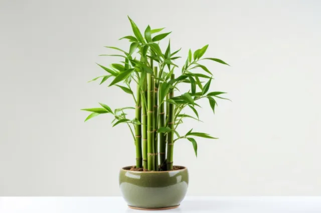 Dracena Sanderiana Weave (Lucky Bamboo) - 6"
