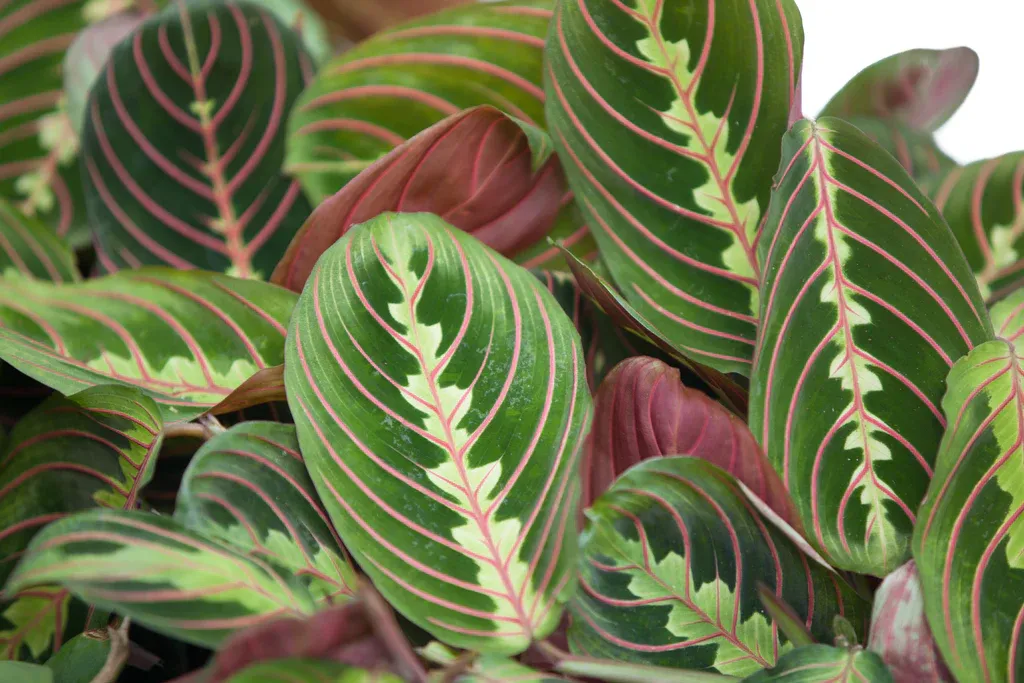 Maranta Prayer Plant - 3.5"