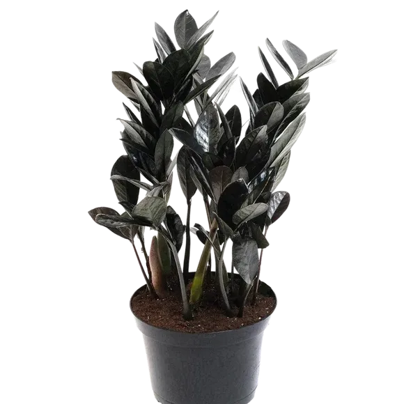 ZZ Plant Black Nova Star - 6&quot;